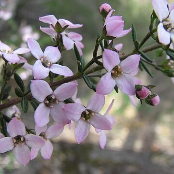 Zieria aspalathoides unspecified picture