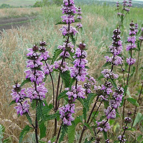 Phlomoides unspecified picture