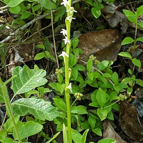 Platanthera ephemerantha unspecified picture