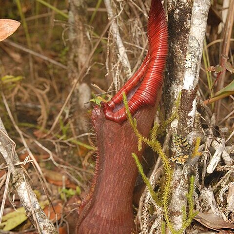 Nepenthes pulchra unspecified picture