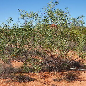 Acacia elachantha unspecified picture