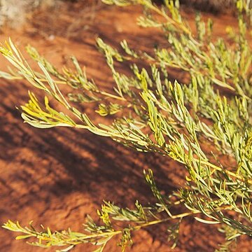 Acacia citriodora unspecified picture