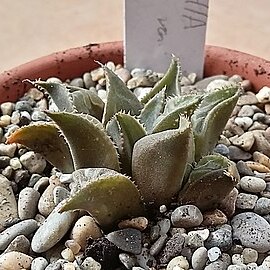 Haworthia mirabilis var. mundula unspecified picture