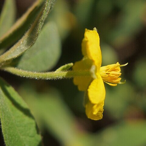 Hibbertia linearis unspecified picture