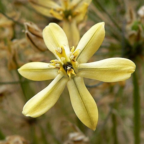 Triteleia ixioides subsp. scabra unspecified picture