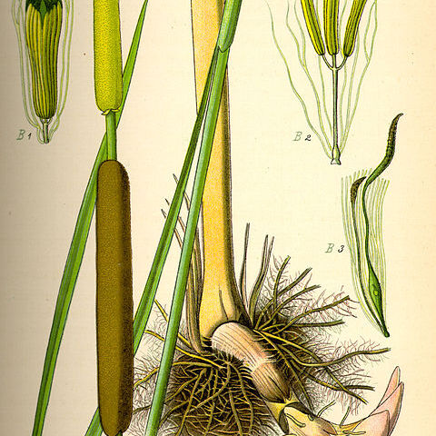 Typha unspecified picture