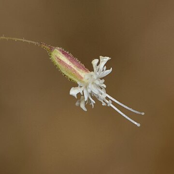 Ankyropetalum gypsophiloides unspecified picture