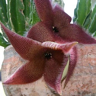 Stapelia grandiflora unspecified picture