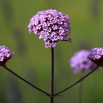 Verbenaceae unspecified picture