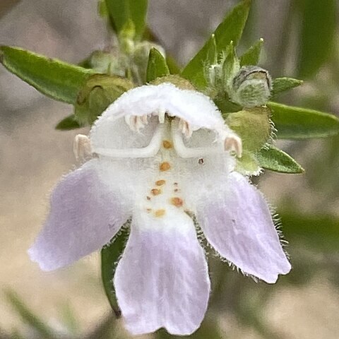 Prostanthera lithospermoides unspecified picture