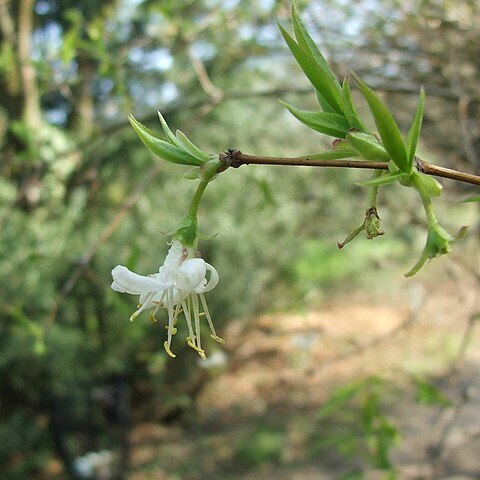 Lonicera fragrantissima subsp. standishii unspecified picture