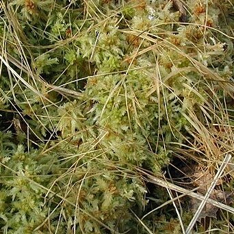 Sphagnum cuspidatum unspecified picture