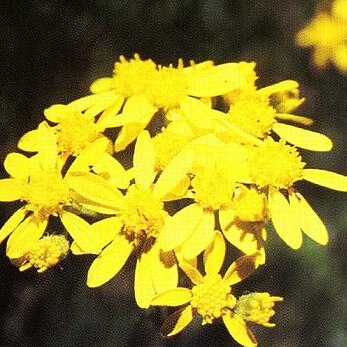 Senecio hydrophilus unspecified picture