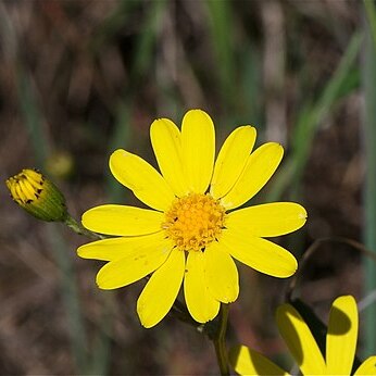 Senecio californicus unspecified picture