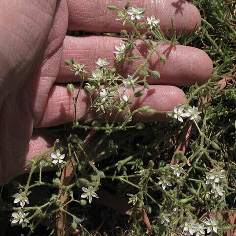 Spergularia villosa unspecified picture