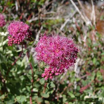 Spiraea densiflora unspecified picture