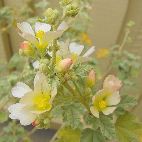 Sphaeralcea sulphurea unspecified picture