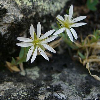 Stellaria longipes unspecified picture