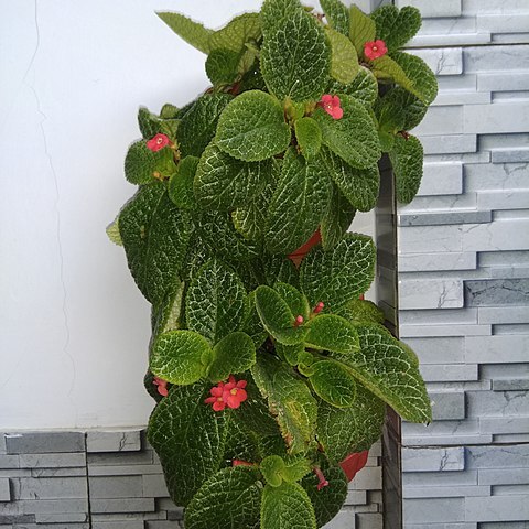 Episcia unspecified picture