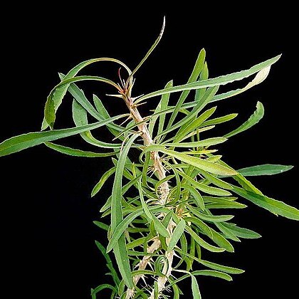 Euphorbia sakarahaensis unspecified picture