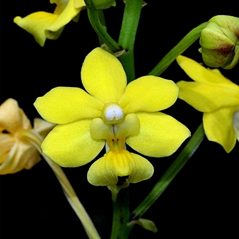 Taprobanea spathulata unspecified picture