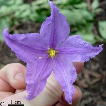 Solanum pseudosycophanta unspecified picture