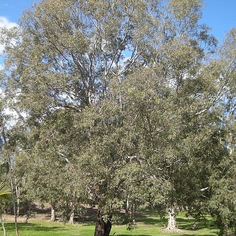 Eucalyptus coolabah unspecified picture