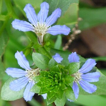 Scaevola crassifolia unspecified picture