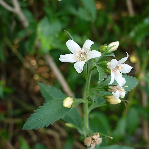 Capraria unspecified picture