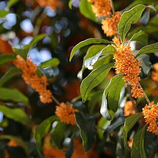 Osmanthus fragrans var. aurantiacus unspecified picture