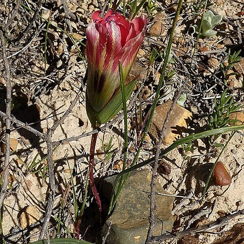 Romulea sabulosa unspecified picture