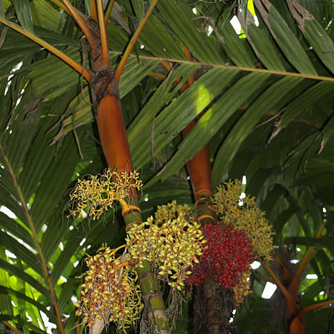 Areca unspecified picture