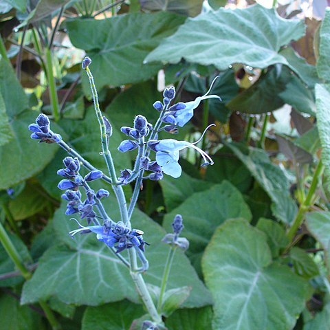 Salvia macrophylla unspecified picture