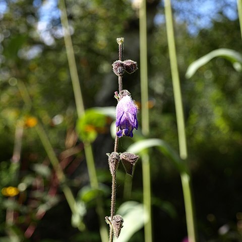 Salvia dolichantha unspecified picture