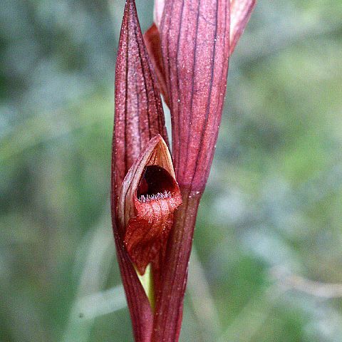 Serapias bergonii unspecified picture