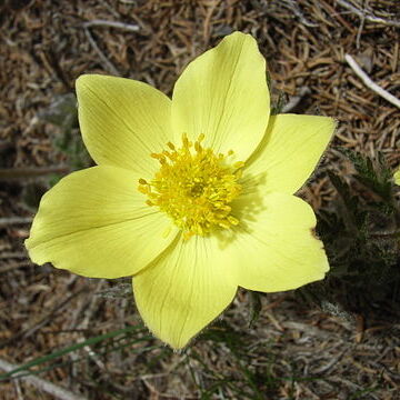 Pulsatilla alpina unspecified picture