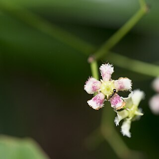 Euonymus cochinchinensis unspecified picture