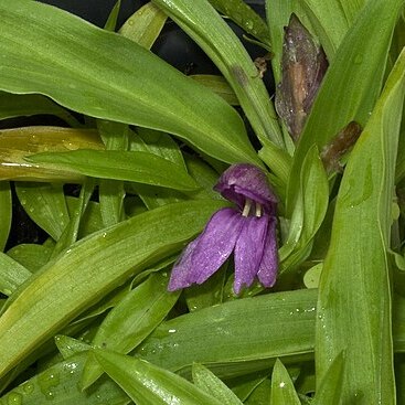 Roscoea kunmingensis unspecified picture