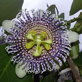 Passiflora actinia unspecified picture