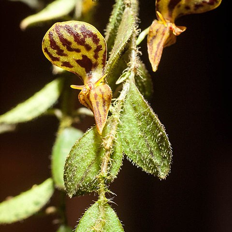 Andinia platysepala unspecified picture