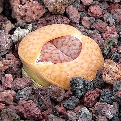 Lithops pseudotruncatella unspecified picture