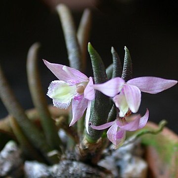 Leptotes harryphillipsii unspecified picture