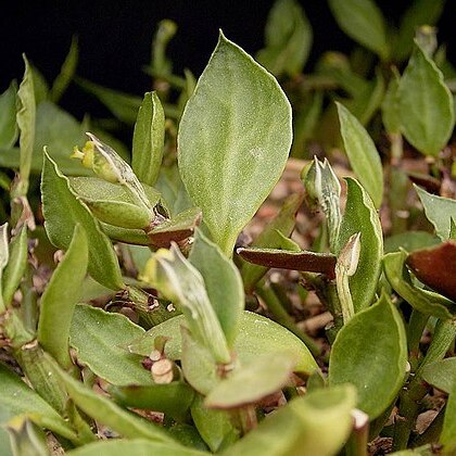 Euphorbia neostolonifera unspecified picture