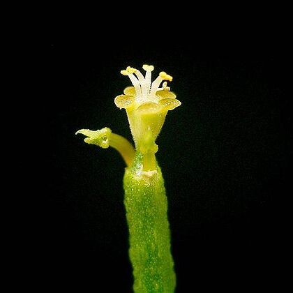 Euphorbia arceuthobioides unspecified picture