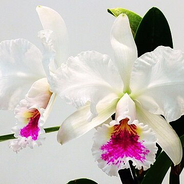 Cattleya jenmanii unspecified picture