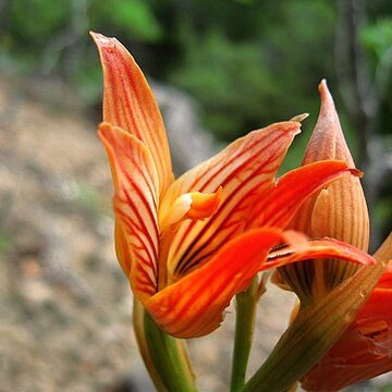 Chloraea nudilabia unspecified picture