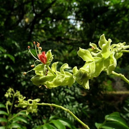 Arfeuillea arborescens unspecified picture