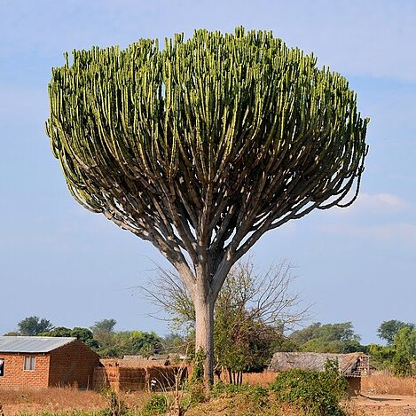 Euphorbia ingens unspecified picture