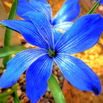 Tecophilaea cyanocrocus unspecified picture