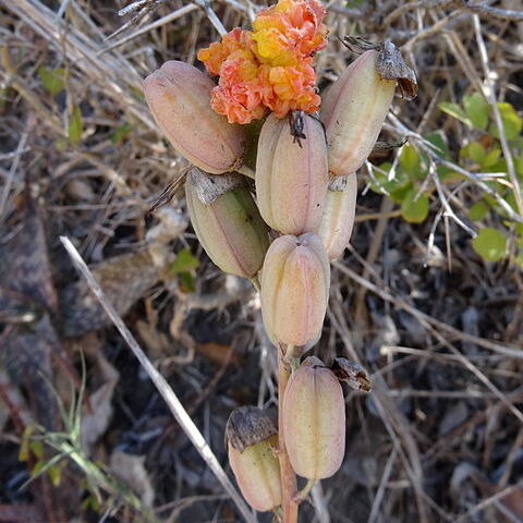 Aloe parvibracteata unspecified picture